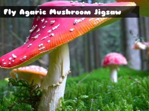 Fly Agaric Mushroom