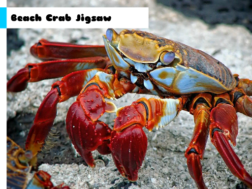 Beach Crab Jigsaw