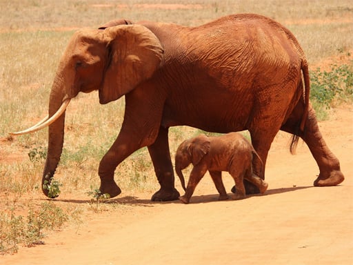 Animals Jigsaw Puzzle - Elephants