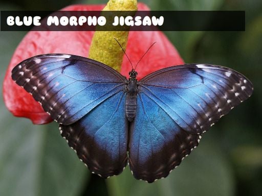 Blue Morpho Butterfly Jigsaw